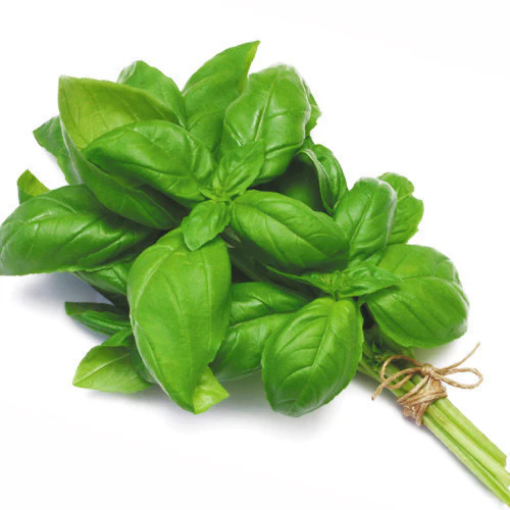 Picture of HERBS BASIL SLEEVED